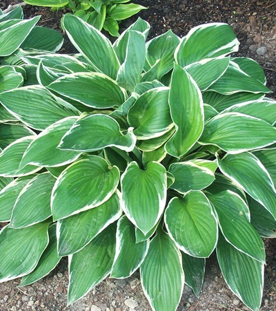 Hosta Francee
